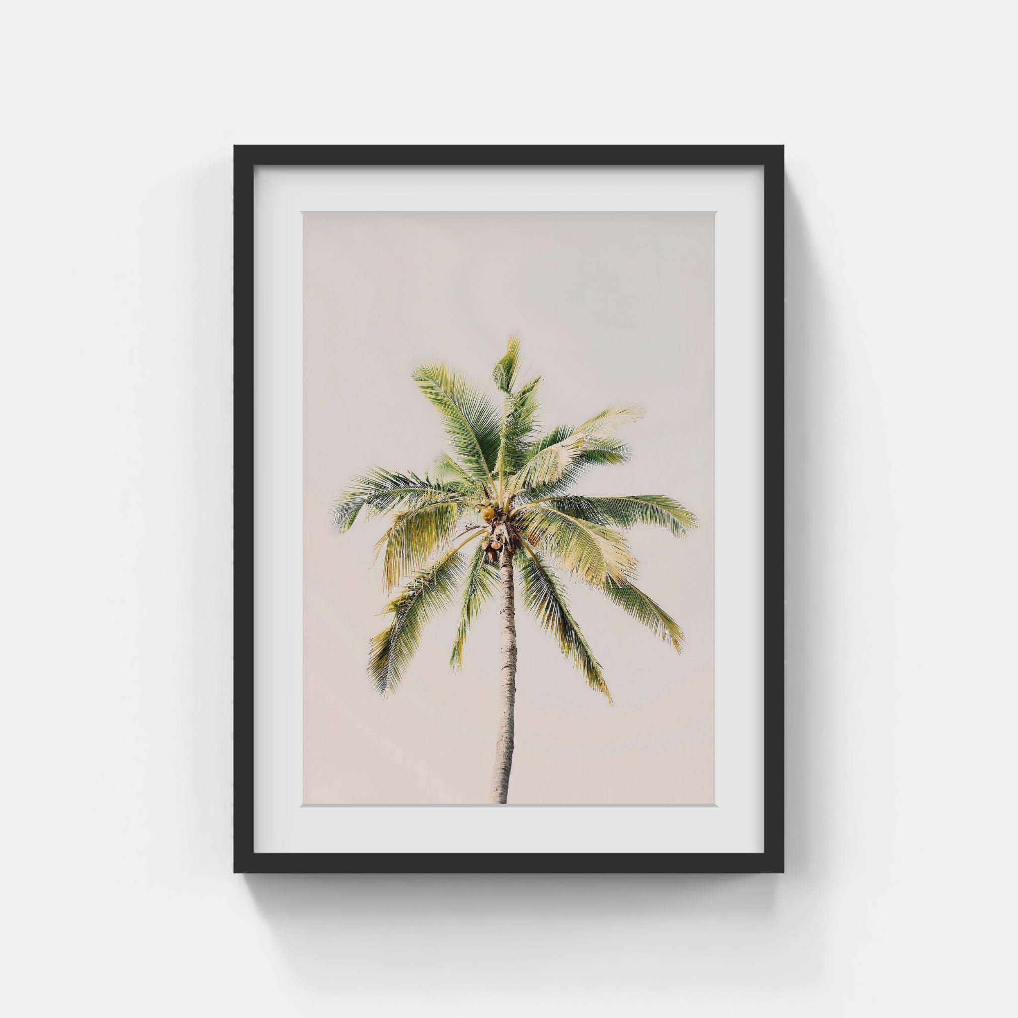 Palm Dreams