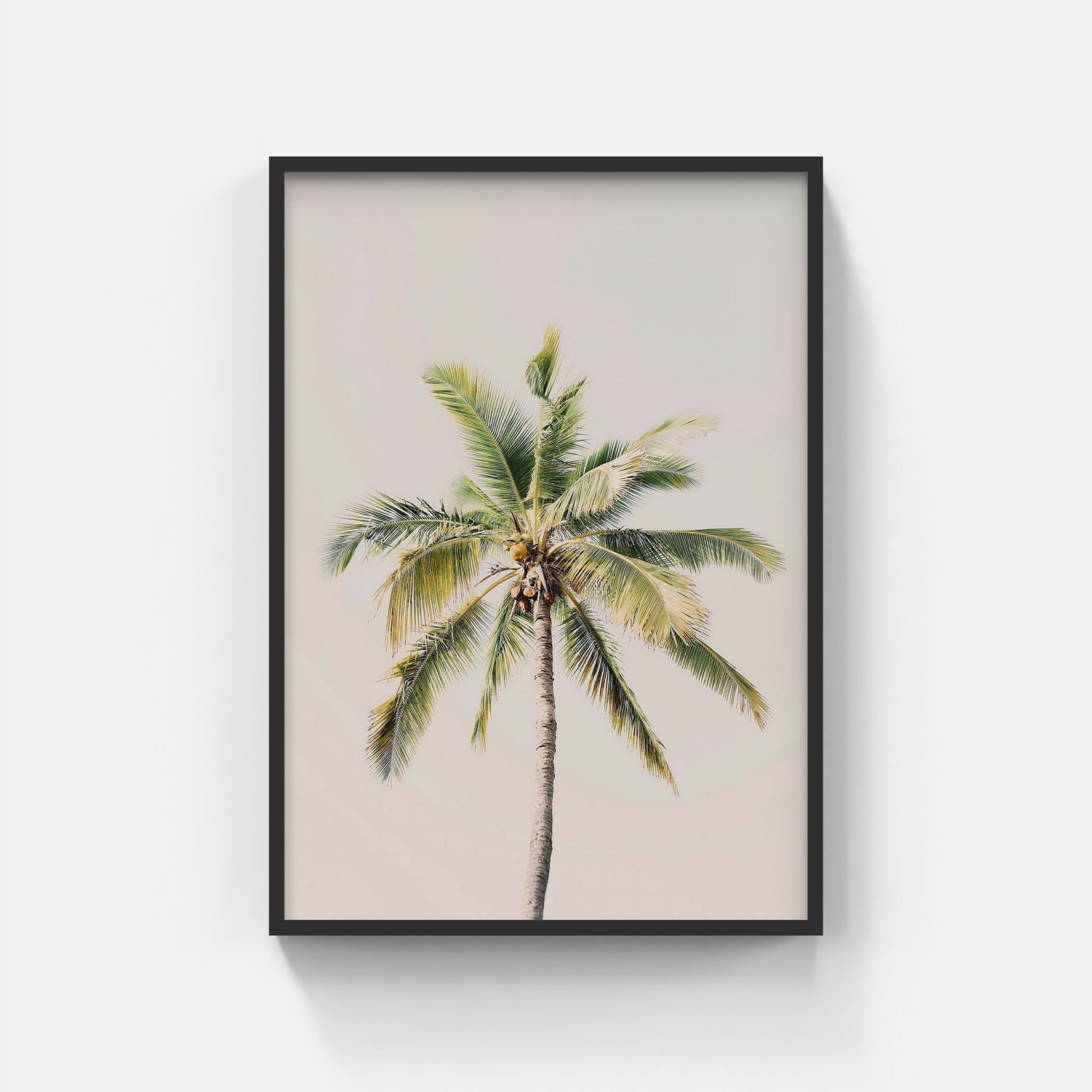 Palm Dreams